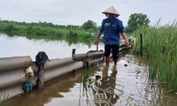  Mưa suốt 20 ngày, nông dân Bạc Liêu mất trắng vì lúa nảy mầm trên ruộng 第3张