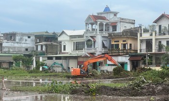  Mưa suốt 20 ngày, nông dân Bạc Liêu mất trắng vì lúa nảy mầm trên ruộng 第9张