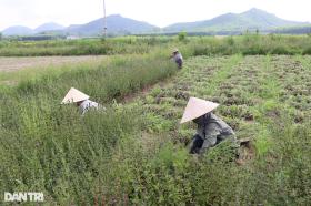 Loài cây chịu hạn, càng nắng xanh cho thu nhập gấp nhiều lần trồng lúa  第5张