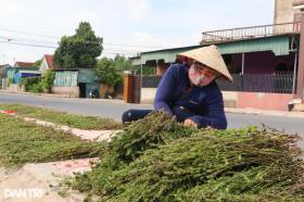 Loài cây chịu hạn, càng nắng xanh cho thu nhập gấp nhiều lần trồng lúa  第8张