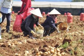  Điều tra vụ &apos;phù phép&apos; khoai tây Trung Quốc thành nông sản Đà Lạt 