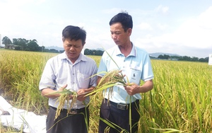 Trồng rau an toàn, làm ra nông sản một dân Ninh Bình đang gặp khó khăn, thách thức gì?  第11张