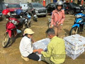 T.Ư Hội Nông dân Việt Nam bàn giao 6.500 con gà giống cho hội viên nông dân Lào Cai