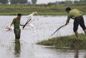  Hàng triệu cá thể chim hoang dã bị săn bắt mỗi năm 第2张