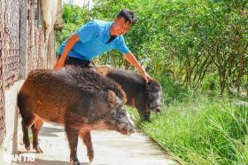 Quản lý nhà hàng &quot;quay xe&quot;, trở thành chủ trại heo rừng nổi tiếng