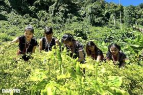 Cây dại mọc trong rừng thành đặc sản, cho hàng chục triệu đồng mỗi năm