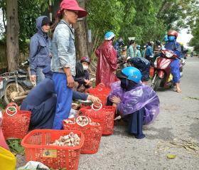 Nấm tràm là nấm gì mà béo núc ních, ăn càng đắng ngon, dân Quảng Bình kéo nhau vô rừng nhặt?  第1张