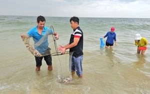 Nấm tràm là nấm gì mà béo núc ních, ăn càng đắng ngon, dân Quảng Bình kéo nhau vô rừng nhặt?  第6张