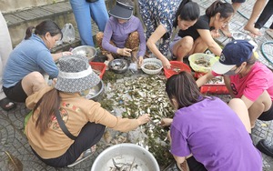 Nấm tràm là nấm gì mà béo núc ních, ăn càng đắng ngon, dân Quảng Bình kéo nhau vô rừng nhặt?  第7张